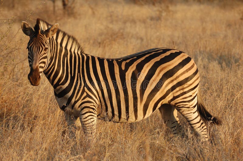 Burchell s Zebra