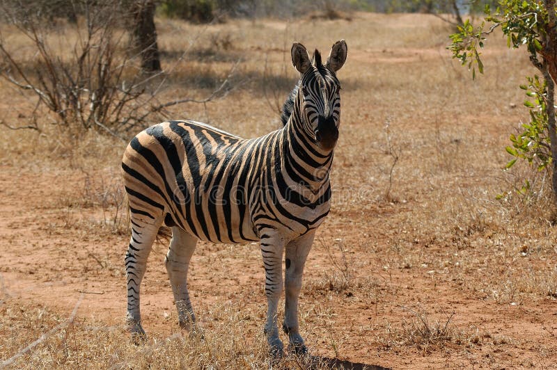 Burchell s Zebra