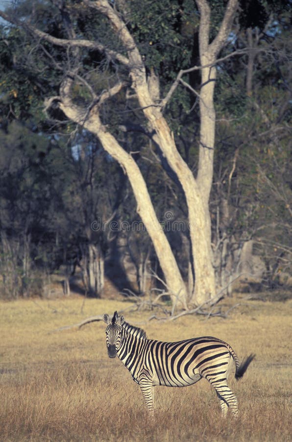 Burchell s zebra, Botswana.