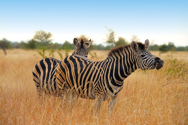 Burchell s Zebra (Equus burchellii)