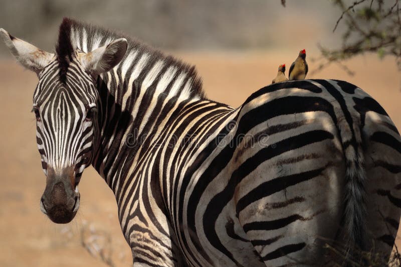 Burchell's Zebra with Friends royalty free stock images Burchell's Zebra with Friends royalty free stock images