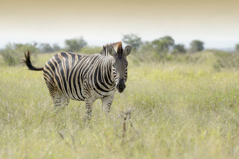 spotted zebra looking animal spotted zebra looking animal