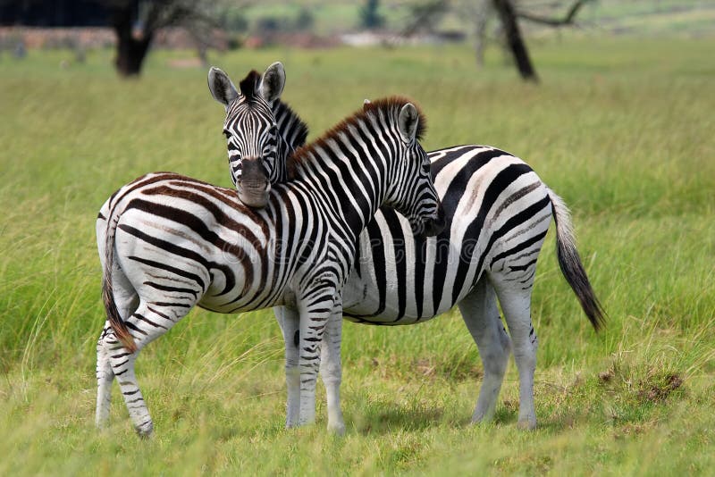 Burchell s zebras in love