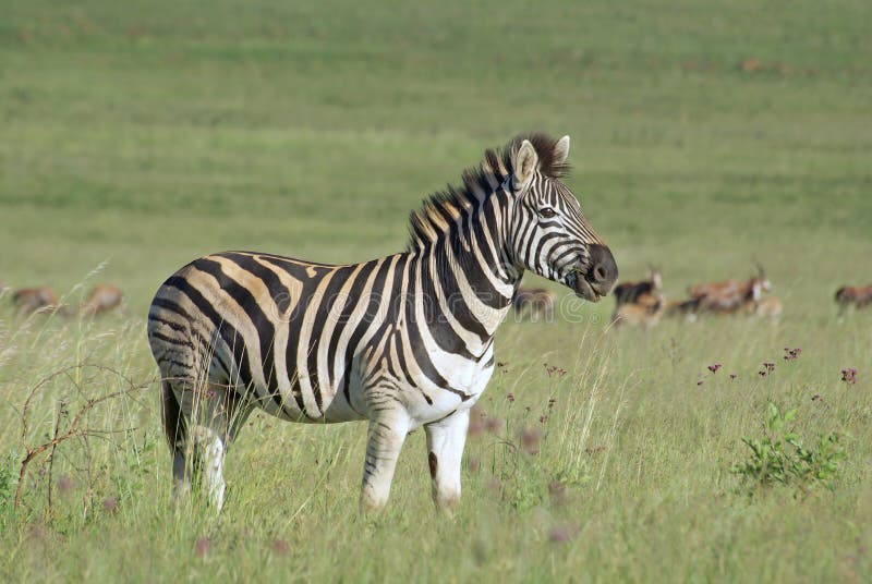 Burchell Zebra on African Grass Plains Stock Photo Image of look