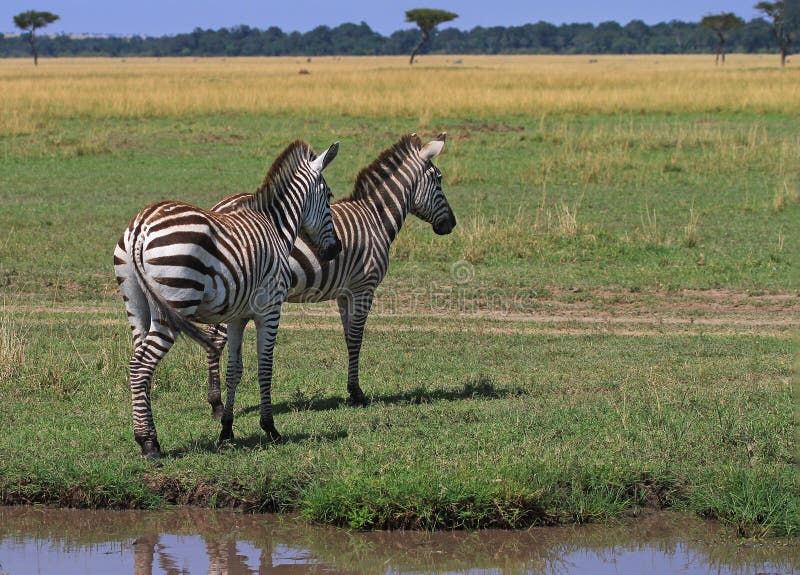 Two Burchells Zebra standing on the open plains of the Masai Mara,with lush green plains and a blue sky, with a slight reflection in a small pool of water Kenya. Two Burchells Zebra standing on the open plains of the Masai Mara,with lush green plains and a blue sky, with a slight reflection in a small pool of water Kenya