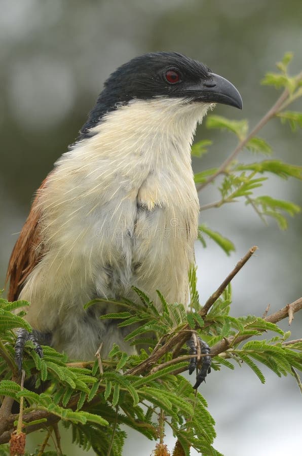 Burchells Coucal (Centropusburchelliien) arkivbild Burchells Coucal (Centropusburchelliien) arkivbild