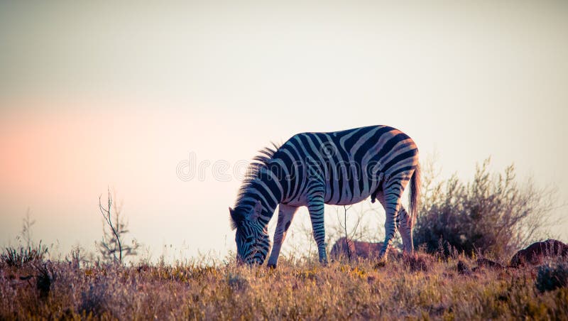 Burchells zebra hrănindu-se pe o creastă din Africa stock image