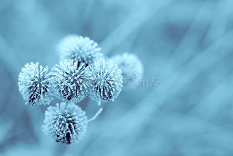 Burdock blu di inverno fotografie stock libere da diritti Burdock blu di inverno fotografie stock libere da diritti