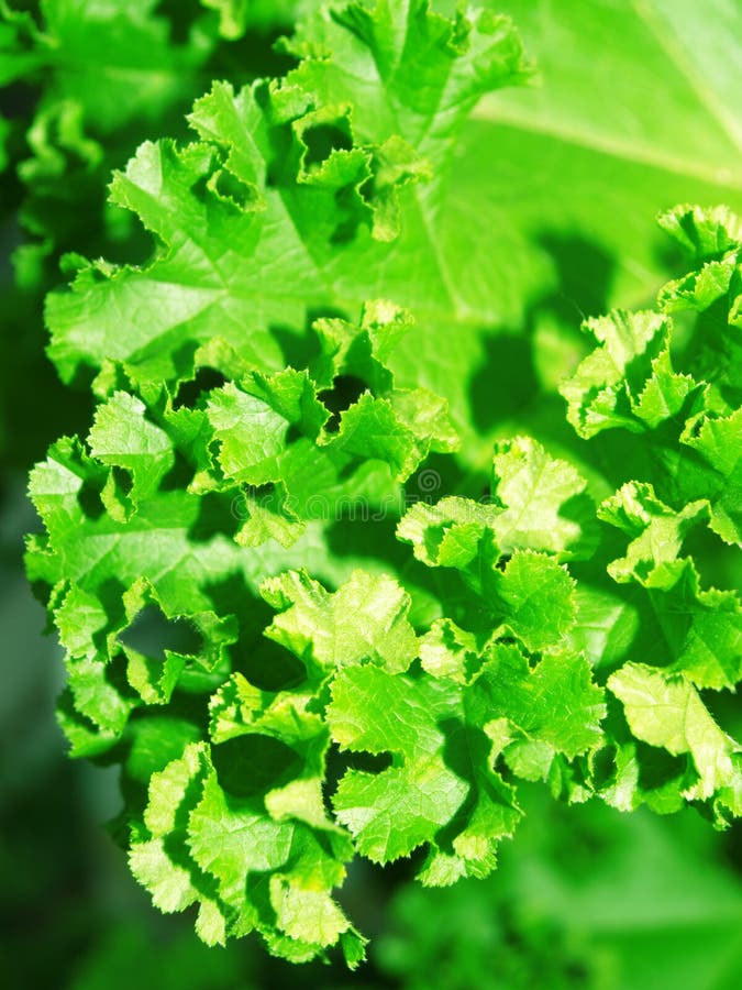 Burdock lancet. stock image. Image of organism, branch 15191377
