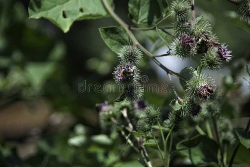Burdock σε έναν τεράστιο θάμνο στοκ φωτογραφίες Burdock σε έναν τεράστιο θάμνο στοκ φωτογραφίες