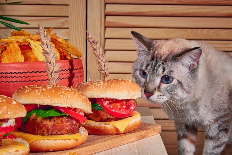 Burgers die van kattensnuifjes zich op houten raad in koffie bevinden De kat beklom op lijst en snoof hamburgers met vlees royalty-vrije stock afbeelding Burgers die van kattensnuifjes zich op houten raad in koffie bevinden De kat beklom op lijst en snoof hamburgers met vlees royalty-vrije stock afbeelding