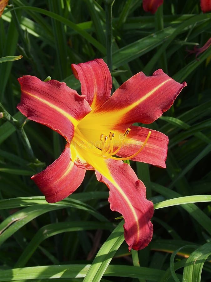 Burgunder und gelber Daylily in der Blüte stockfotos Burgunder und gelber Daylily in der Blüte stockfotos