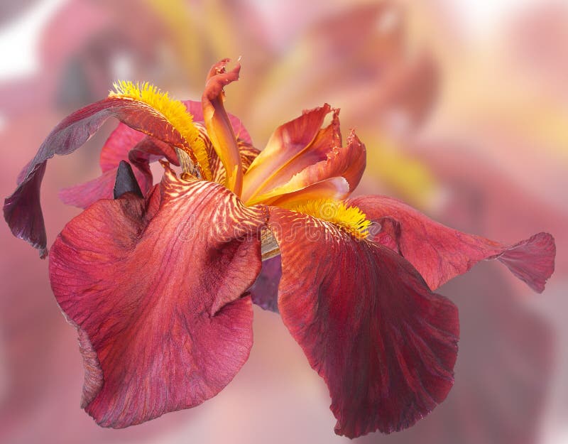 Burgundy flower iris royalty free stock image