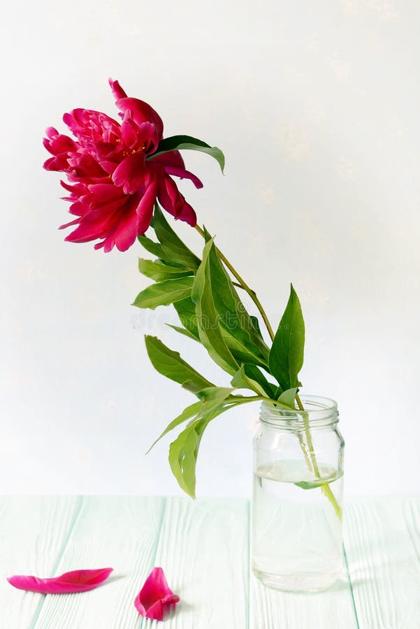 Burgundy peony άσπρο υπόβαθρο Μόνος peony στοκ εικόνα με δικαίωμα ελεύθερης χρήσης Burgundy peony άσπρο υπόβαθρο Μόνος peony στοκ εικόνα με δικαίωμα ελεύθερης χρήσης