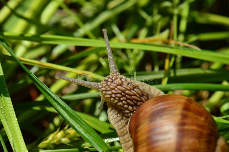 Macro photo : Burgundy snail (Helix pomatia). Macro photo : Burgundy snail (Helix pomatia)