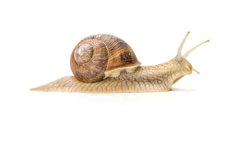 Burgundy snail royalty free stock photos