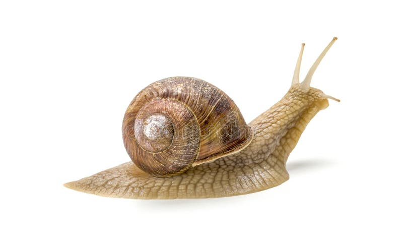 Burgundy snail royalty free stock photo