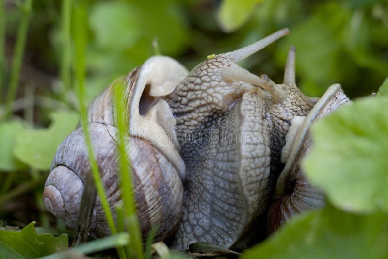 Burgundy Snails Mating (Helix Pomatia) Stock Photo Image of