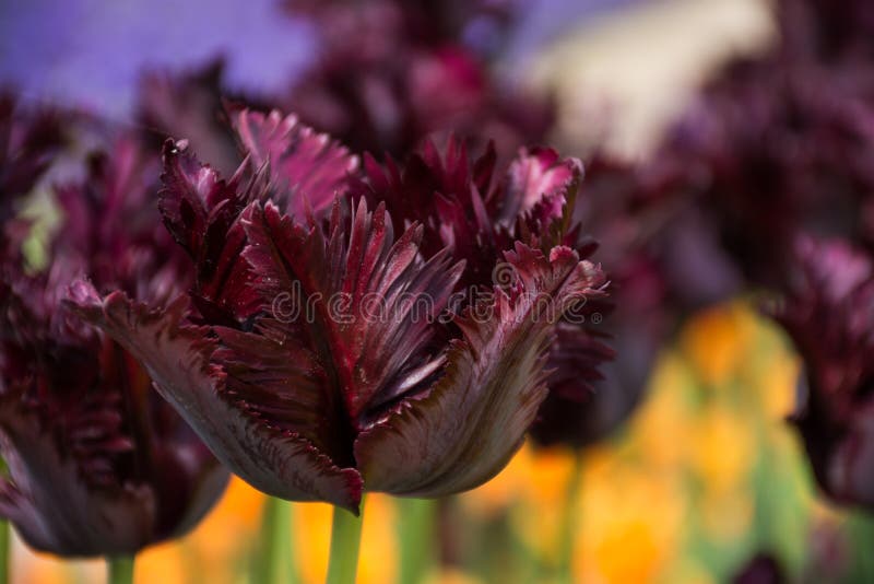 Burgundy tulip, Botanical Gardens of Balchik, Bulgaria