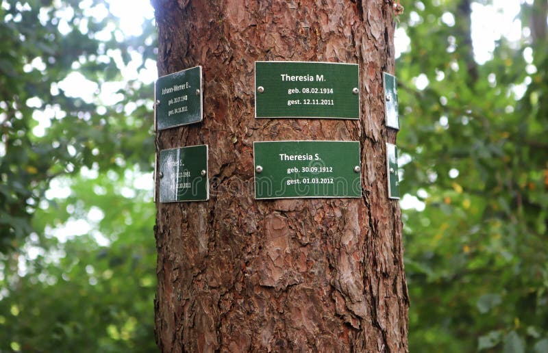 766 Deceased Tree Photos Free Royalty Free Stock Photos From Dreamstime