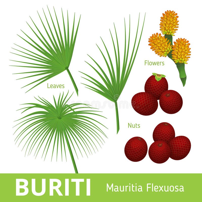 Buriti or Mauritia flexuosa or Mauriti palm fruit. Flowers, nuts, leaves. Set of design vector elements