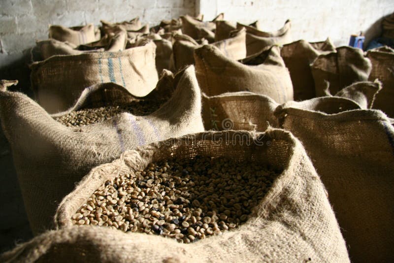 Burlap Sacks Filled with Raw Coffee Beans Ready for Roasting Stock