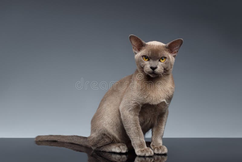 Burma Cat Sits and Looking in Camera on Gray stock images Burma Cat Sits and Looking in Camera on Gray stock images