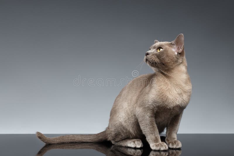 Burma Cat Sits and Looking up on Gray royalty free stock photography Burma Cat Sits and Looking up on Gray royalty free stock photography
