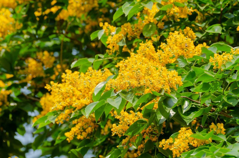 Burma padauk tree flower stock image. Image of green 146394517