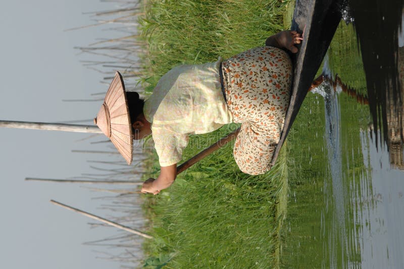 Una donna pagaie la sua barca lungo il Lago Inle in Birmania (Myanmar), dove la gente vive, agriturismo ecc il lago stesso e attraverso piccoli canali.