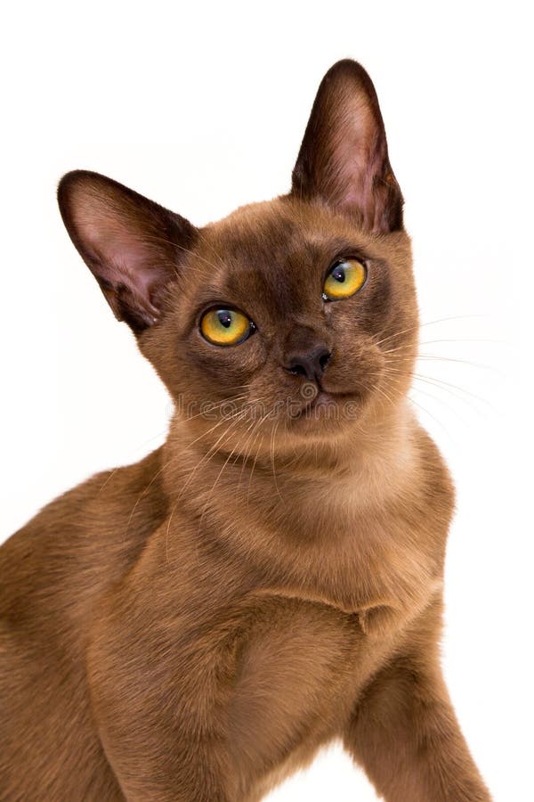 Burmese Cat. Cute Playful Chocolatecolored Kitten. On White Background