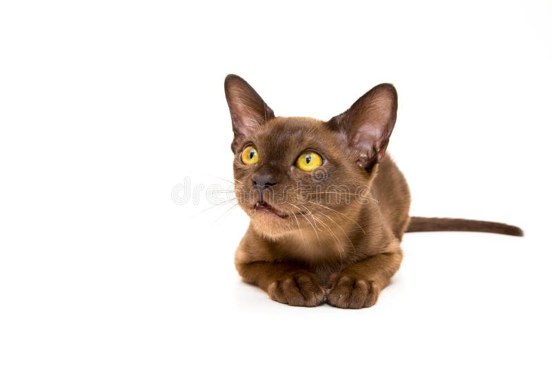 Burmese Cat. Cute Playful Chocolatecolored Kitten. on White Background