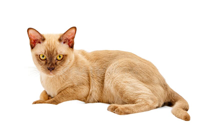 Burmese cat kitty color chocolate, is a breed of domestic cat, originating in Thailand, believed to have its roots near the royalty free stock image Burmese cat kitty color chocolate, is a breed of domestic cat, originating in Thailand, believed to have its roots near the royalty free stock image