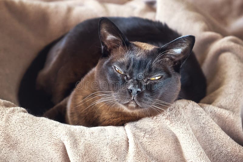 Burmese cat lying in a basket. Top view. stock image Burmese cat lying in a basket. Top view. stock image