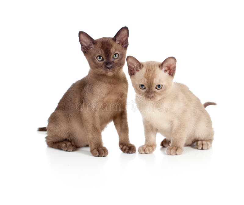 Burmese cats sitting on white stock photography Burmese cats sitting on white stock photography