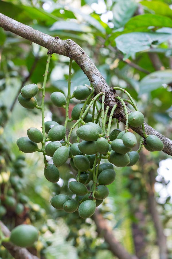 Green Burmese grape stock image. Image of food, fruit 26406773