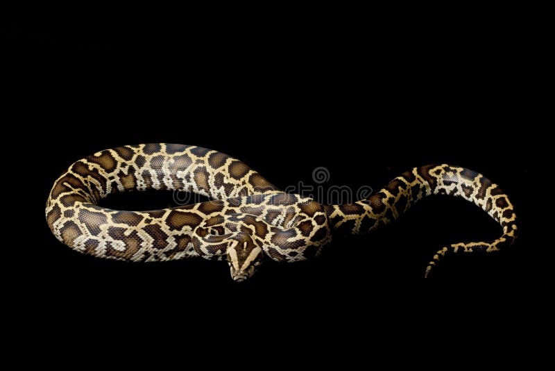Burmese python royalty free stock images