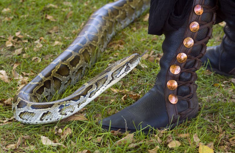 Burmese Python Eyeing Boot