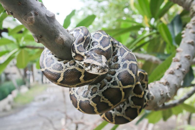 Burmese python. royalty free stock image