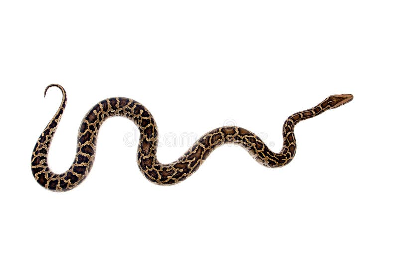 Burmese python on white background royalty free stock photography