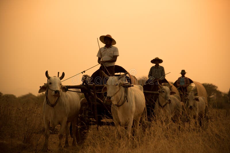 Burmese rural road, two white cows pulling a wooden cart