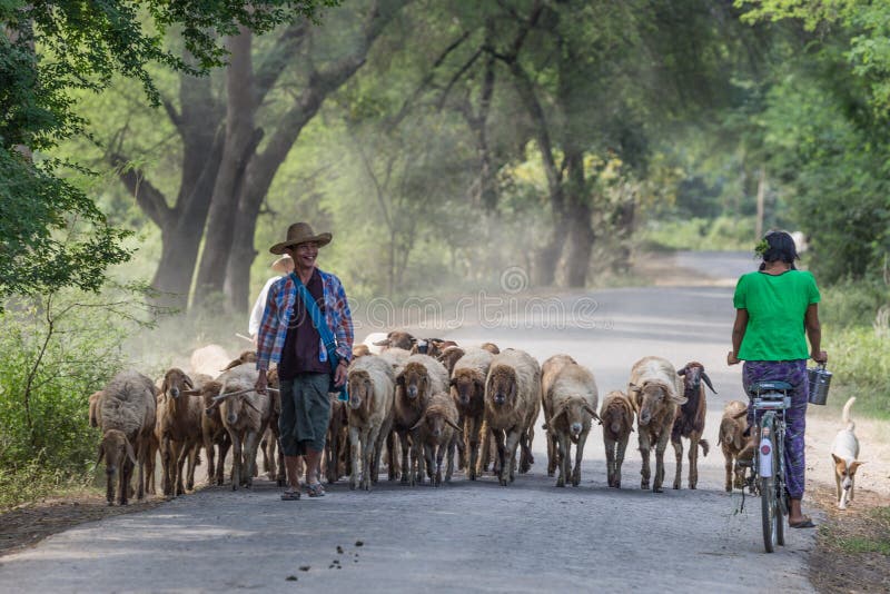 Burmesse shepperd Monywa το Μιανμάρ στοκ φωτογραφίες με δικαίωμα ελεύθερης χρήσης Burmesse shepperd Monywa το Μιανμάρ στοκ φωτογραφίες με δικαίωμα ελεύθερης χρήσης