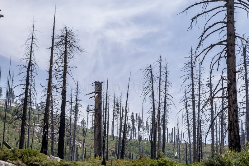 Burn Trees at Yosemite National Park Stock Photo Image of mountains