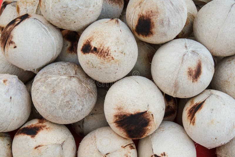 Burned Coconut Stock Photos Image 34817533