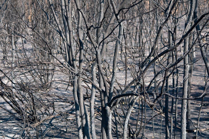 Burned forest