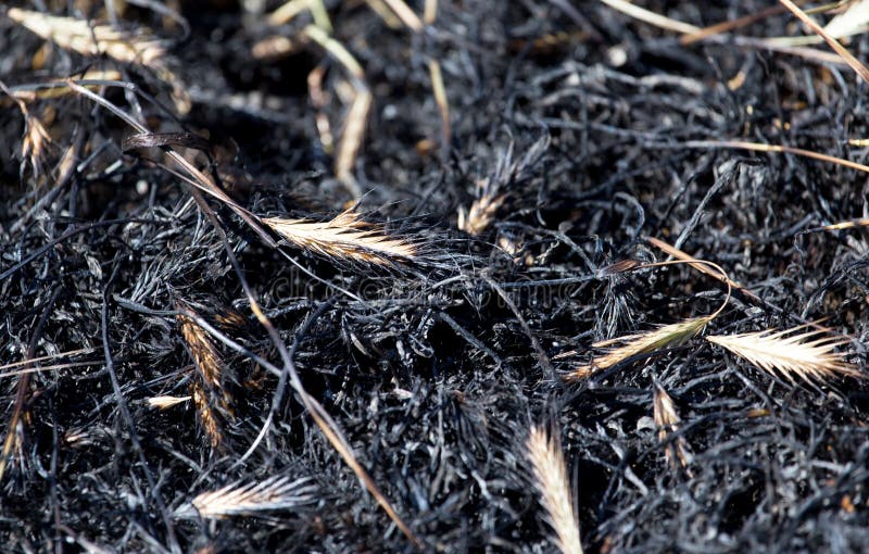 Burned grass with ears stock photo. Image of flame, hazard 107607494