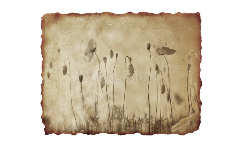 Burned paper background with and flowers