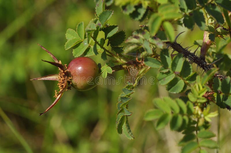 Burnet Rosa foto de stock royalty free Burnet Rosa foto de stock royalty free