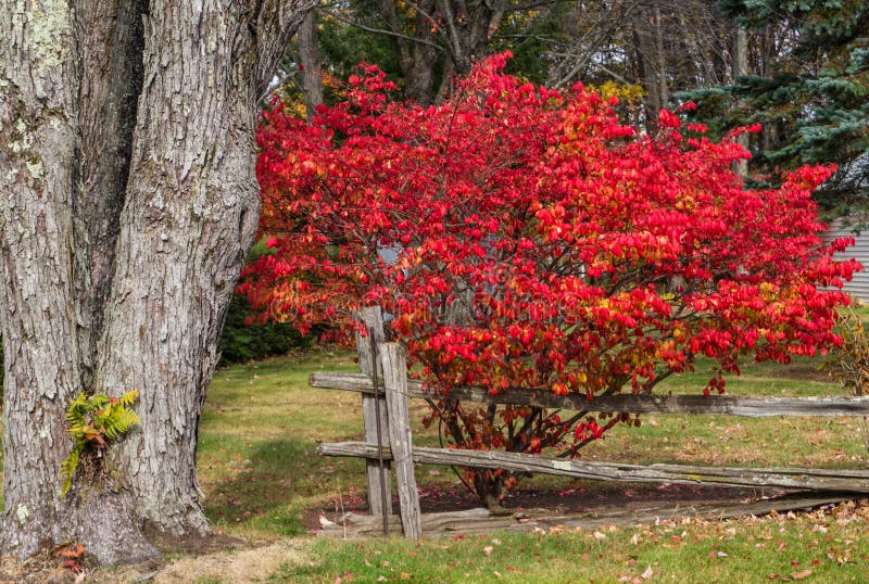 Burning bush in red fall color