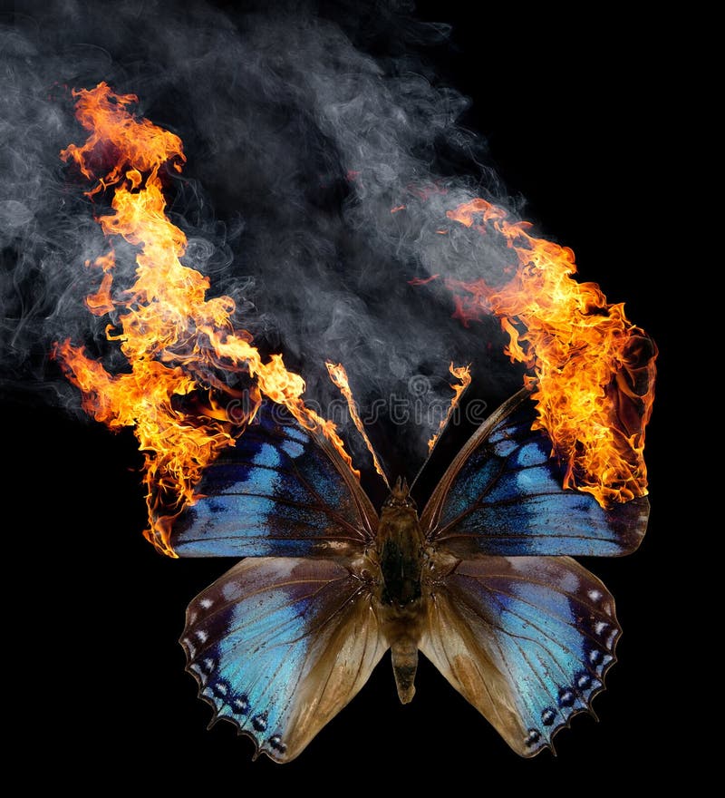 19+ Burning butterfly Free Stock Photos StockFreeImages